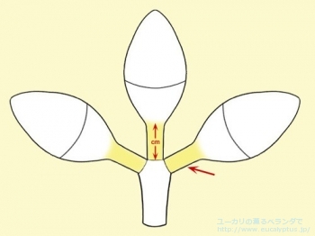 fancybox記事134の画像7