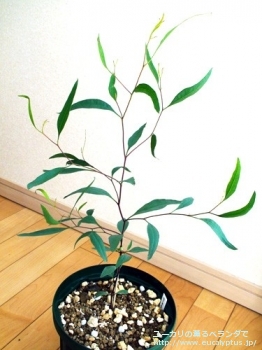 レーマニー (Eucalyptus lehmannii)