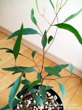 レーマニー (Eucalyptus lehmannii)