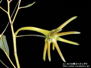 fancyboxレーマニー(Eucalyptus lehmannii)の画像3