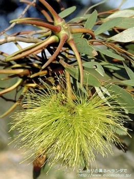 レーマニー (Eucalyptus lehmannii)