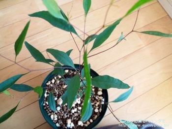 fancyboxレーマニー(Eucalyptus lehmannii)の画像8