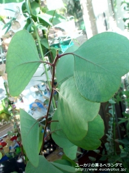 ポリアンセモス (Eucalyptus polyanthemos ssp. polyanthemos)