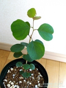 fancyboxポリアンセモス(Eucalyptus polyanthemos ssp. polyanthemos)の画像2