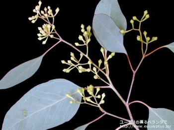 fancyboxポリアンセモス(Eucalyptus polyanthemos ssp. polyanthemos)の画像3