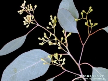 ポリアンセモス (Eucalyptus polyanthemos ssp. polyanthemos)