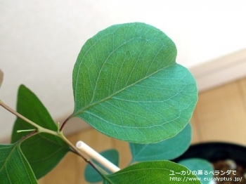 ポリアンセモス (Eucalyptus polyanthemos ssp. polyanthemos)