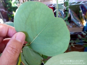 ポリアンセモス (Eucalyptus polyanthemos ssp. polyanthemos)