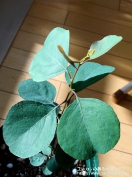 ポリアンセモス (Eucalyptus polyanthemos ssp. polyanthemos)