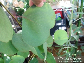 ポリアンセモス (Eucalyptus polyanthemos ssp. polyanthemos)