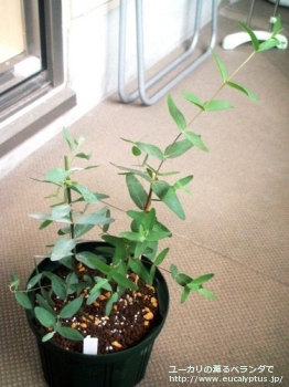 fancyboxアロマフロイア(Eucalyptus aromaphloia)の画像1