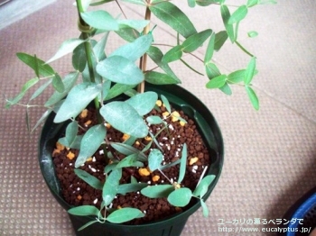 アロマフロイア (Eucalyptus aromaphloia)