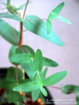 アロマフロイア (Eucalyptus aromaphloia)