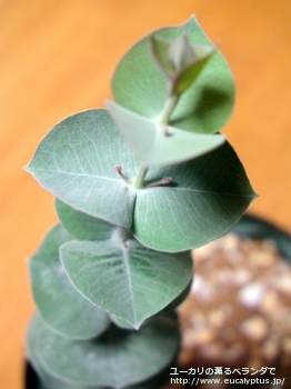 クルキス (Eucalyptus crucis)