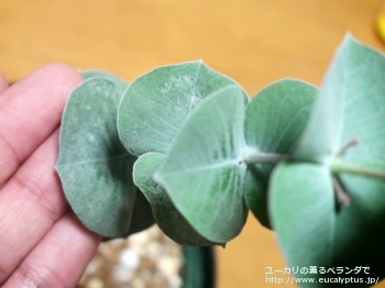 クルキス (Eucalyptus crucis)