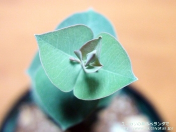 fancyboxクルキス(Eucalyptus crucis)の画像4