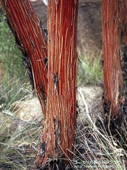 クルキス (Eucalyptus crucis)