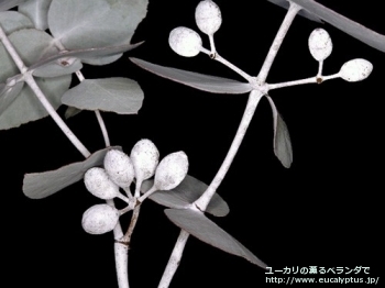 クルキス (Eucalyptus crucis)