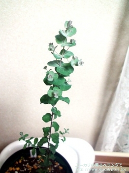 モリスビー (Eucalyptus morrisbyi)