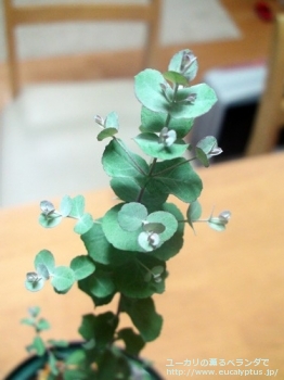 モリスビー (Eucalyptus morrisbyi)