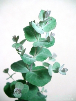 fancyboxモリスビー(Eucalyptus morrisbyi)の画像3