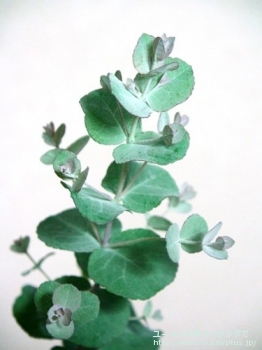 モリスビー (Eucalyptus morrisbyi)