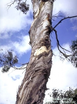 モリスビー (Eucalyptus morrisbyi)