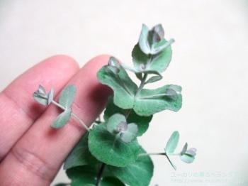 fancyboxモリスビー(Eucalyptus morrisbyi)の画像5