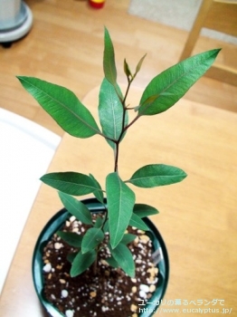 アルボプルプレア (Eucalyptus albopurpurea)