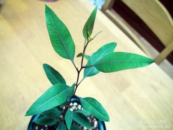 fancyboxアルボプルプレア(Eucalyptus albopurpurea)の画像2