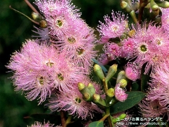 fancyboxアルボプルプレア(Eucalyptus albopurpurea)の画像3