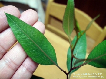 アルボプルプレア (Eucalyptus albopurpurea)