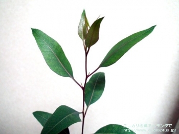 アルボプルプレア (Eucalyptus albopurpurea)