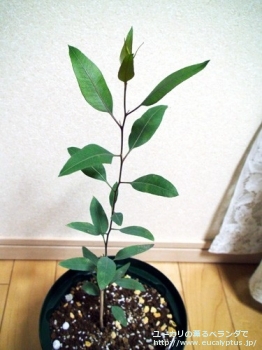fancyboxアルボプルプレア(Eucalyptus albopurpurea)の画像6