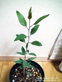 アルボプルプレア (Eucalyptus albopurpurea)