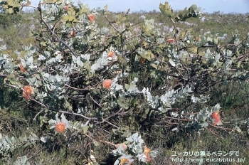 マクロカルパ (Eucalyptus macrocarpa ssp. macrocarpa)