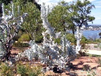 fancyboxマクロカルパ(Eucalyptus macrocarpa ssp. macrocarpa)の画像5