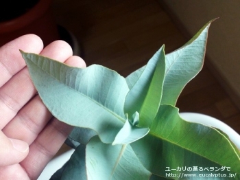 fancyboxマクロカルパ(Eucalyptus macrocarpa ssp. macrocarpa)の画像6