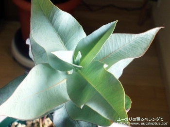 マクロカルパ (Eucalyptus macrocarpa ssp. macrocarpa)