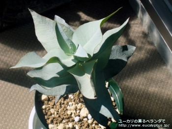 マクロカルパ (Eucalyptus macrocarpa ssp. macrocarpa)