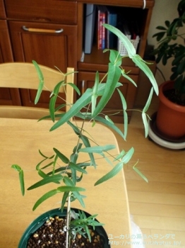 fancyboxスミティー(Eucalyptus smithii)の画像1