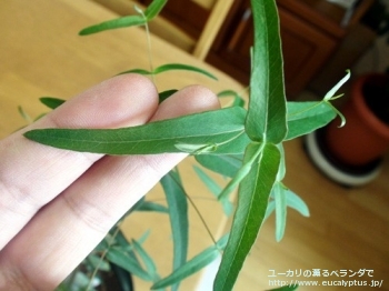 スミティー (Eucalyptus smithii)