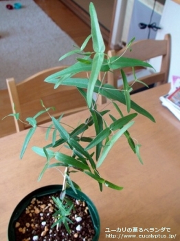 fancyboxスミティー(Eucalyptus smithii)の画像6