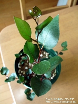 fancyboxカエシア・マグナ(Eucalyptus caesia ssp. magna)の画像2