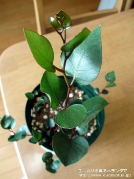 カエシア・マグナ (Eucalyptus caesia ssp. magna)