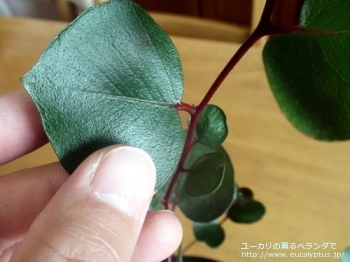 fancyboxカエシア・マグナ(Eucalyptus caesia ssp. magna)の画像3