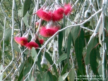 fancyboxカエシア・マグナ(Eucalyptus caesia ssp. magna)の画像4