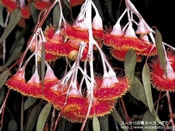 カエシア・マグナ (Eucalyptus caesia ssp. magna)