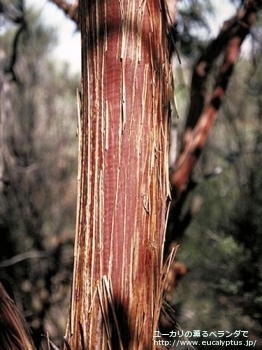 fancyboxカエシア・マグナ(Eucalyptus caesia ssp. magna)の画像7