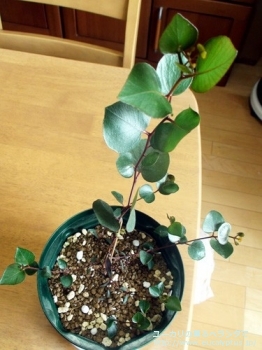 fancyboxカエシア・マグナ(Eucalyptus caesia ssp. magna)の画像9
